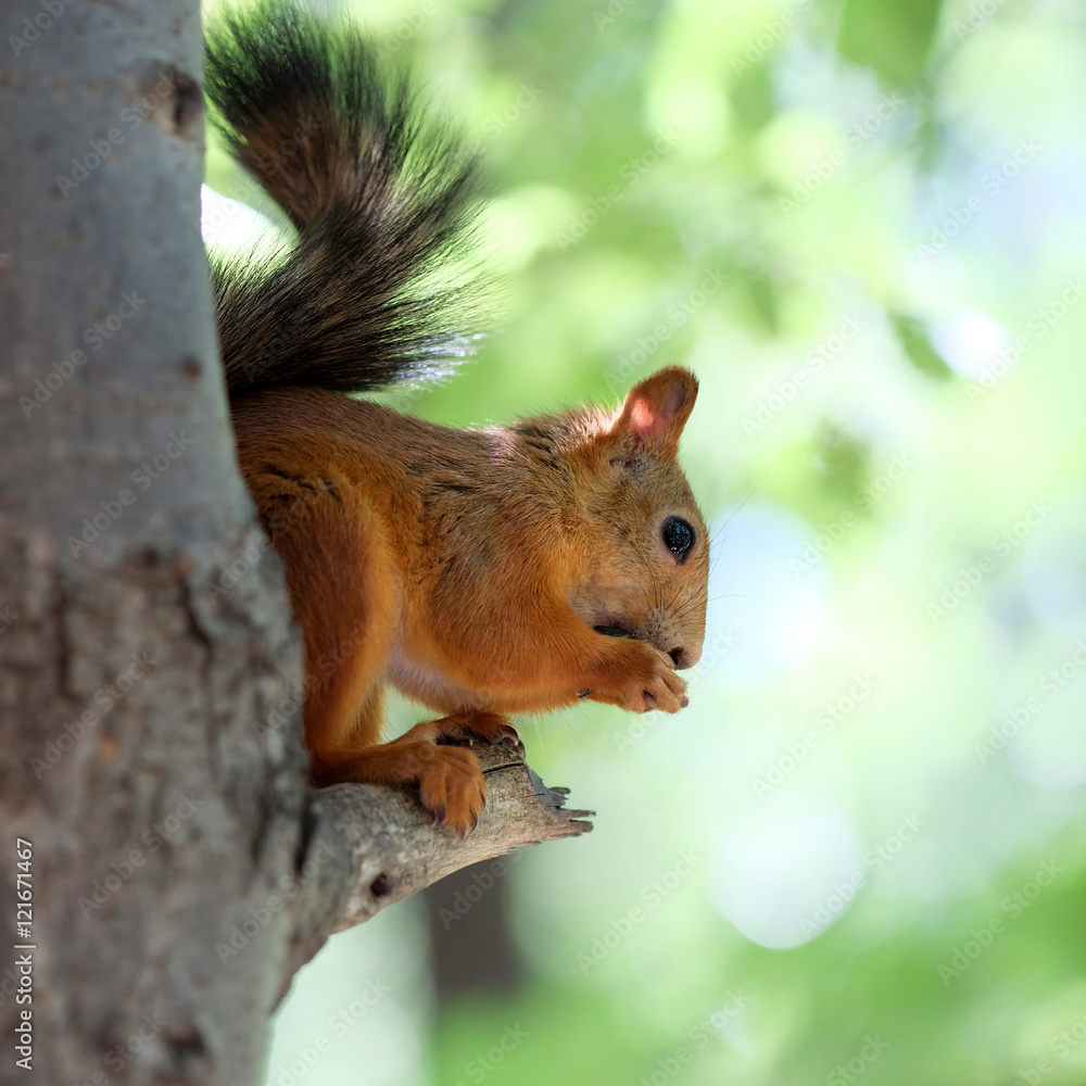 Red squirrel on tree Red squirrel on tree