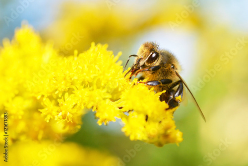 Honey Bee on Yellow Flower, sunny day © Jiri Foltyn