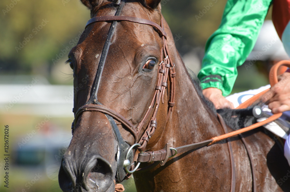 Obraz premium cheval de courses