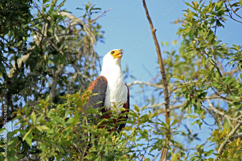 Fototapeta premium African Fish Eagle (Haliaeetus vocifer) in a Tree. Lake Mburo, Uganda