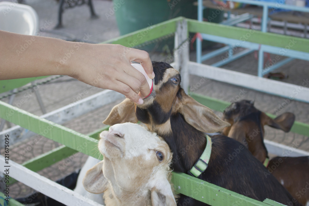 Raising milk goats