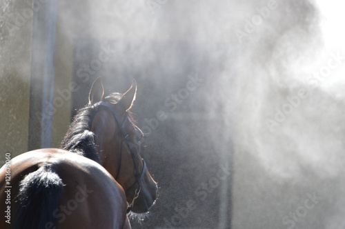 Fototapeta Naklejka Na Ścianę i Meble -  cheval de courses