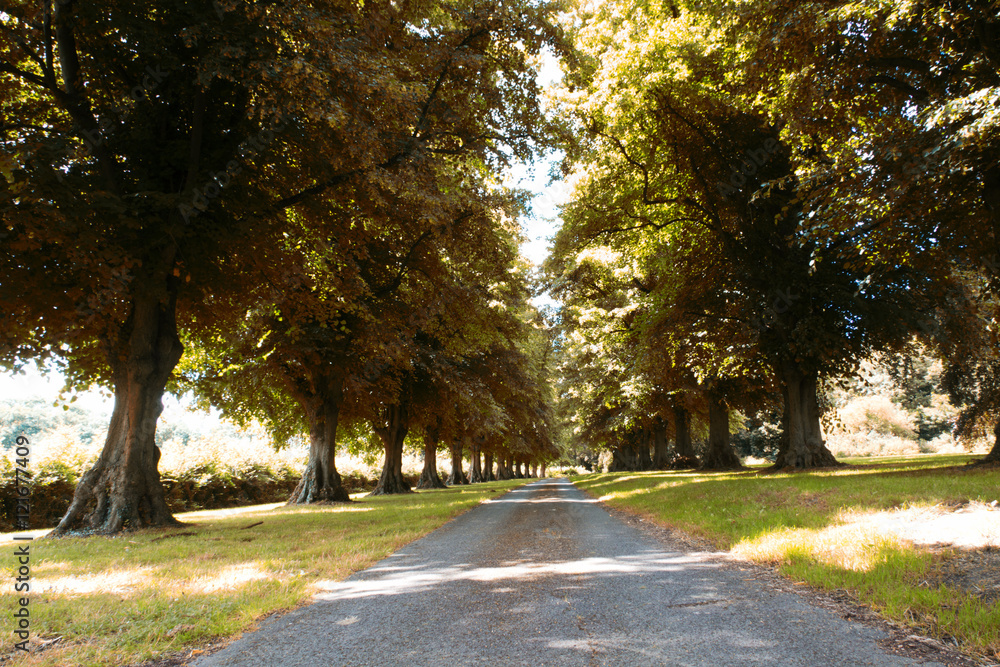 Path surrounded by trees on both sides Path surrounded by trees on both sides