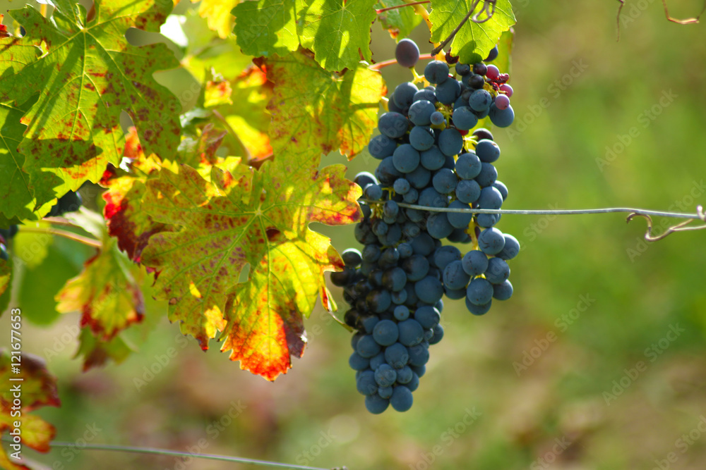 Fototapeta premium Barbera del Monferrato (AL)