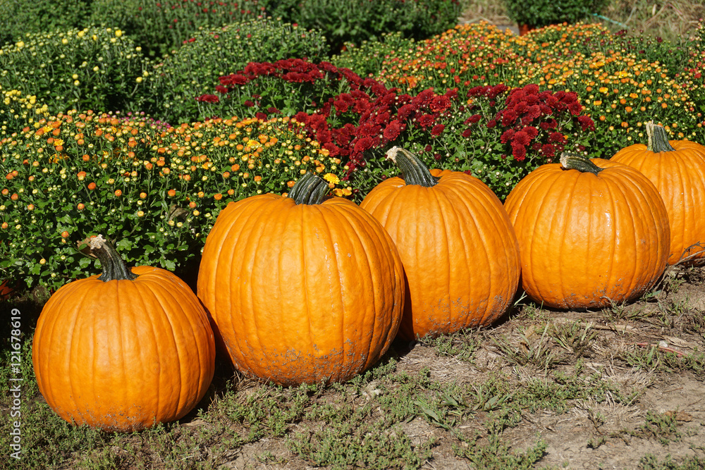 pumpkin on the meadow with chrysanthemum pumpkin on the meadow with chrysanthemum