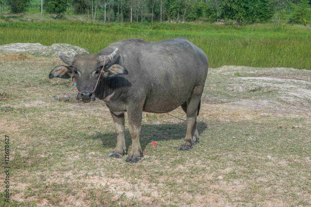 Obraz premium Asian buffalo in rural Thailand. Asian water buffalo in the lake at Thailand.