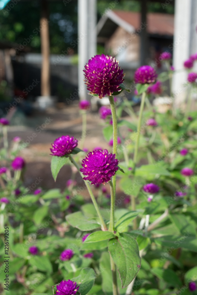Obraz premium Globe amaranth (Gomphrena globosa) beauty flowers in Thailand