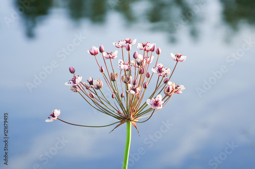 Inflorescence of a water plants called Flowering rush or grass rush (Butomus umbellatus) close-up photo