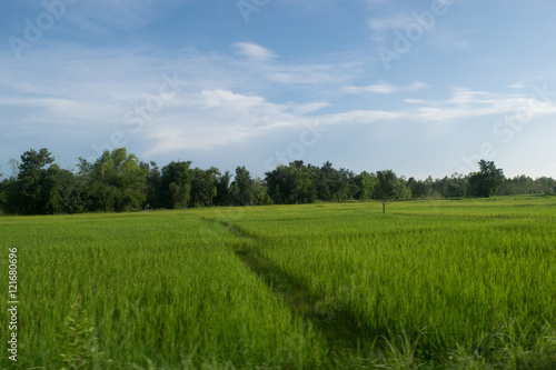 Rice field ,Thailand. © teerapong