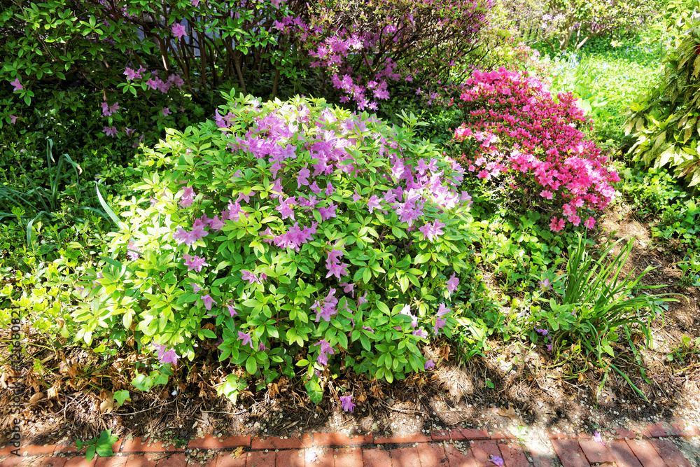 Bright purple and pink bushes of flowers in the park