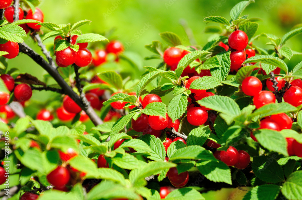 ripe cherry on a branch ripe cherry on a branch