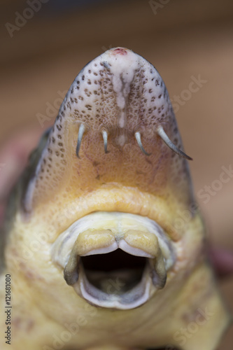 Close up view of sturgeon fish mouth