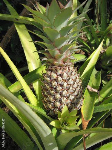 pineapple growing on plantation in Queensland, Australia