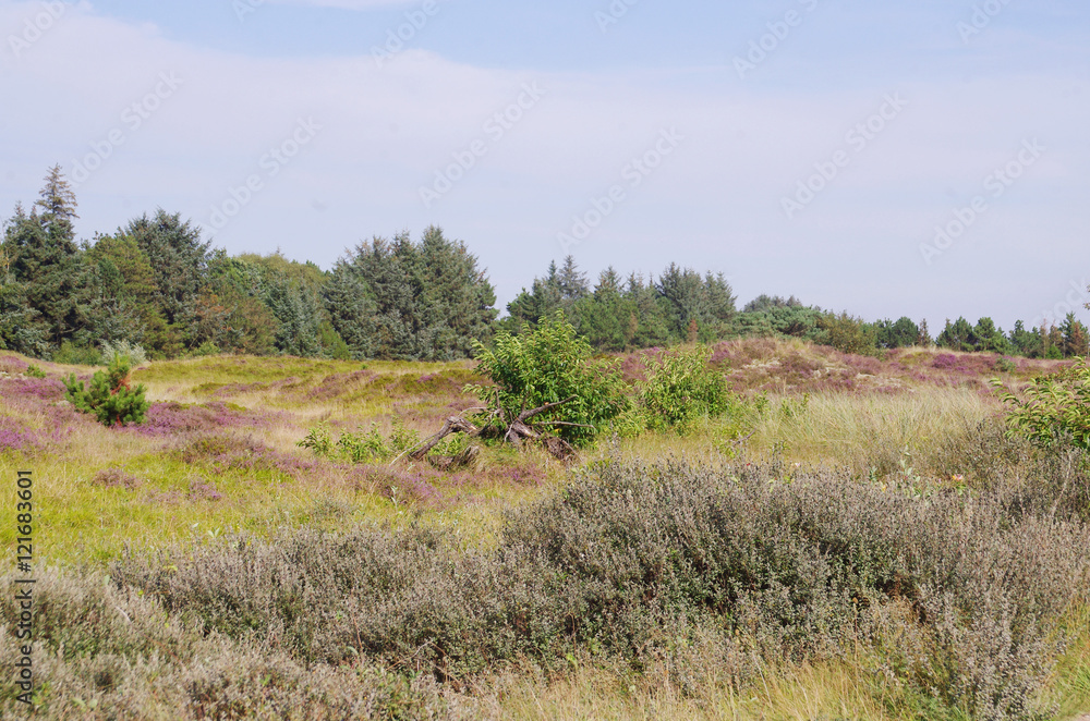 Heidelandschaft Auf Der Insel Rømø In Dänemark Stock Foto Adobe Stock