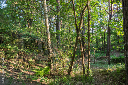 Träden i skogen photo