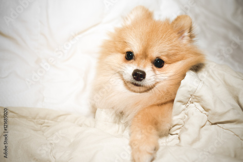 pomeranian dog cute pets robe sleeping on the couch.