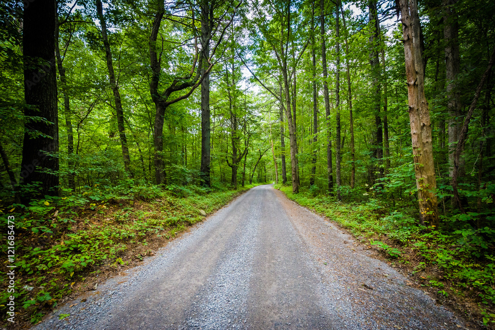 Naklejka premium Dirt road through woods, in the rural Shenandoah Valley, Virgini