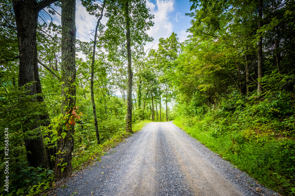 Fototapeta premium Dirt road through woods, in the rural Shenandoah Valley, Virgini