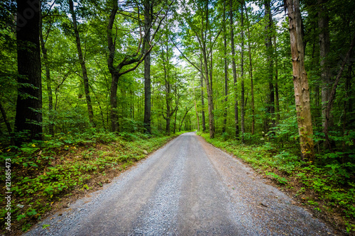 Dirt road through woods, in the rural Shenandoah Valley, Virgini