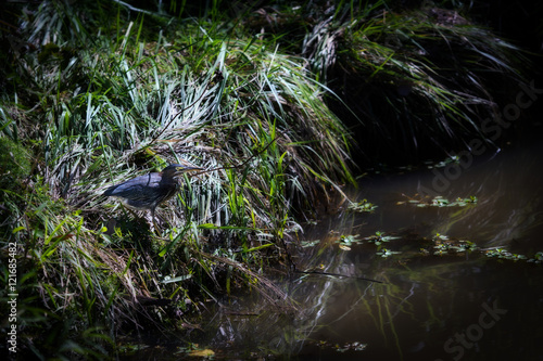 Green Heron