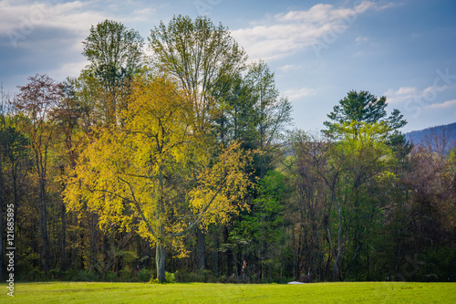 Spring colors on trees in the rural Shenandoah Valley of Virgini