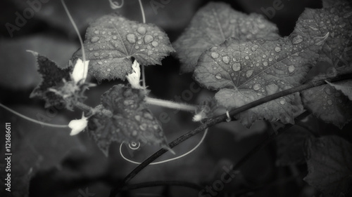 Cucumber vines