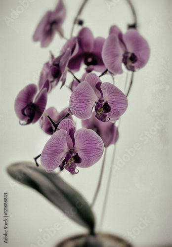 orchids