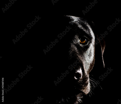 Foto black dog