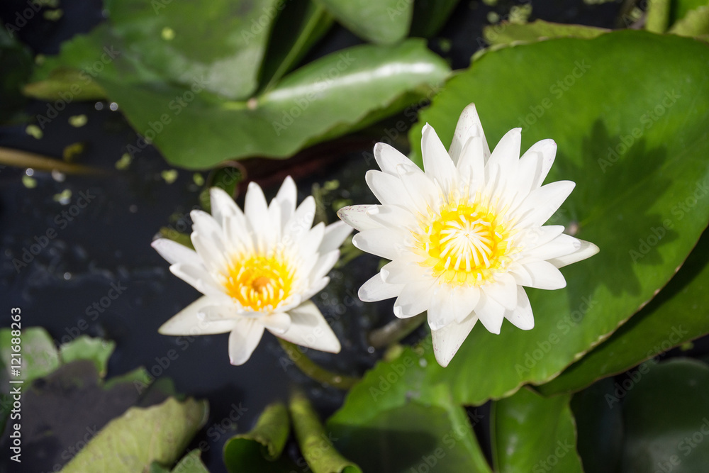 Two white lotus flowers Blooming beautifully On sunny days. Two white lotus flowers Blooming beautifully On sunny days.