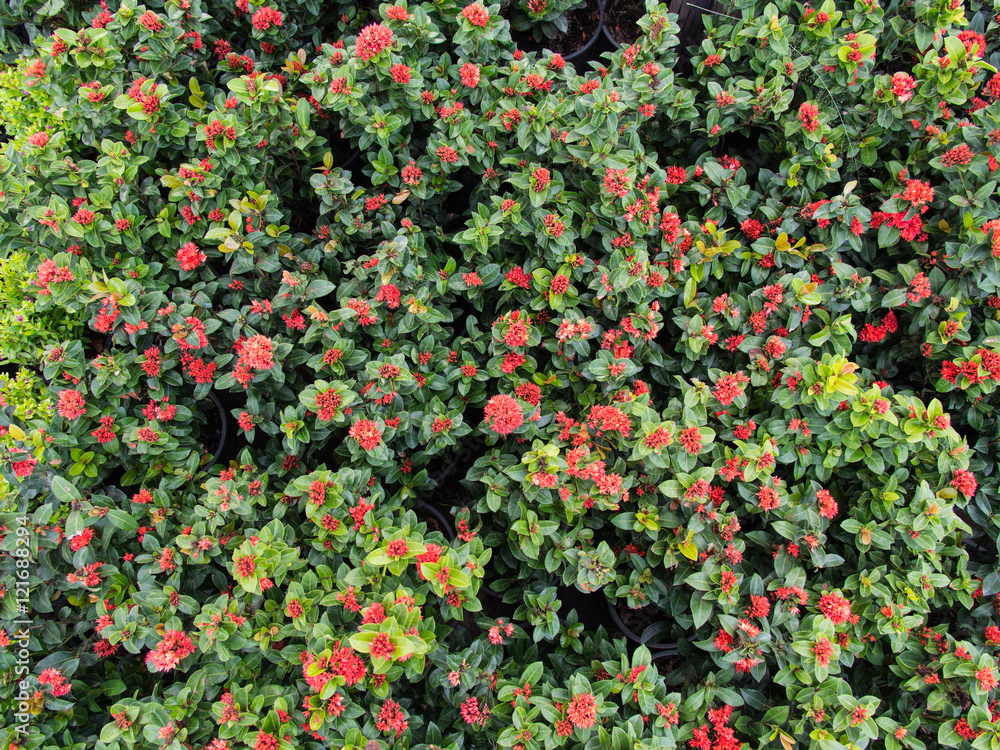 Red Ixora Flowers Blooming