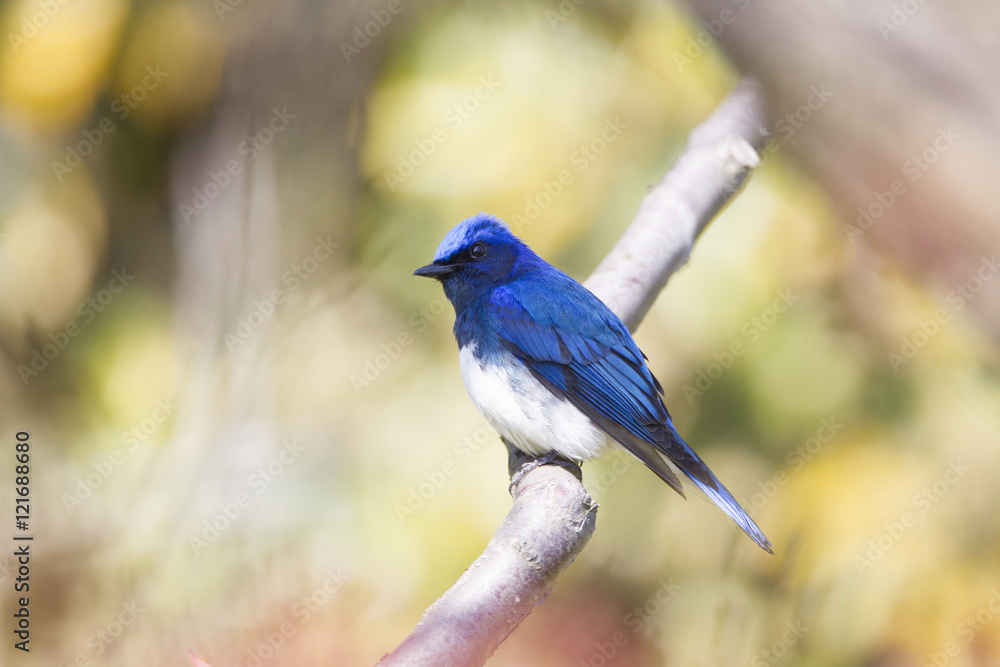 Blue and White Flycatcher/ This is very beutiful wild bird photo which was took in Japan Yamagata-pref.This bird name is Blue and White Flycatcher. Blue and White Flycatcher/ This is very beutiful wild bird photo which was took in Japan Yamagata-pref.This bird name is Blue and White Flycatcher.
