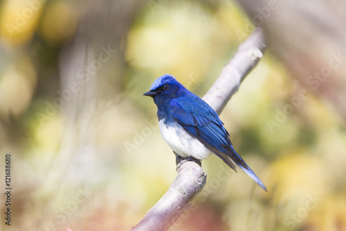 Blue and White Flycatcher/ This is very beutiful wild bird photo which was took in Japan Yamagata-pref.This bird name is Blue and White Flycatcher.