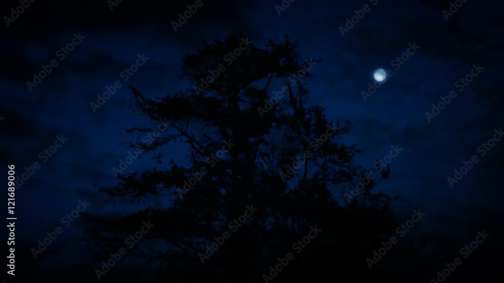 Tree Silhouette At Night With Moon Tree Silhouette At Night With Moon