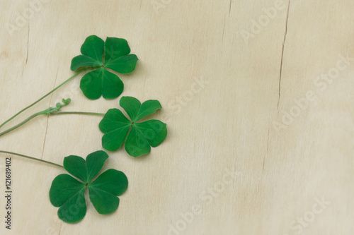 Clove leaf clover Similar to heart green put on a beautiful wooden floor.