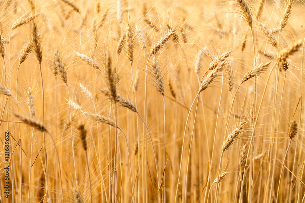 Fototapeta premium Wheat Field
