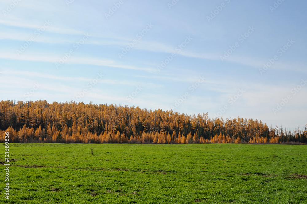 Fototapeta premium bright green grass at autumn field. photo toned