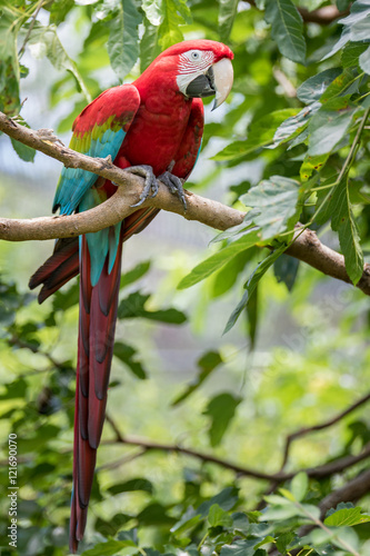 Red Parrot Bird