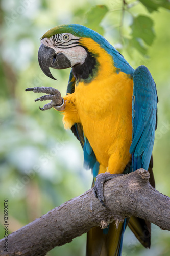 Parrot Bird Pointing