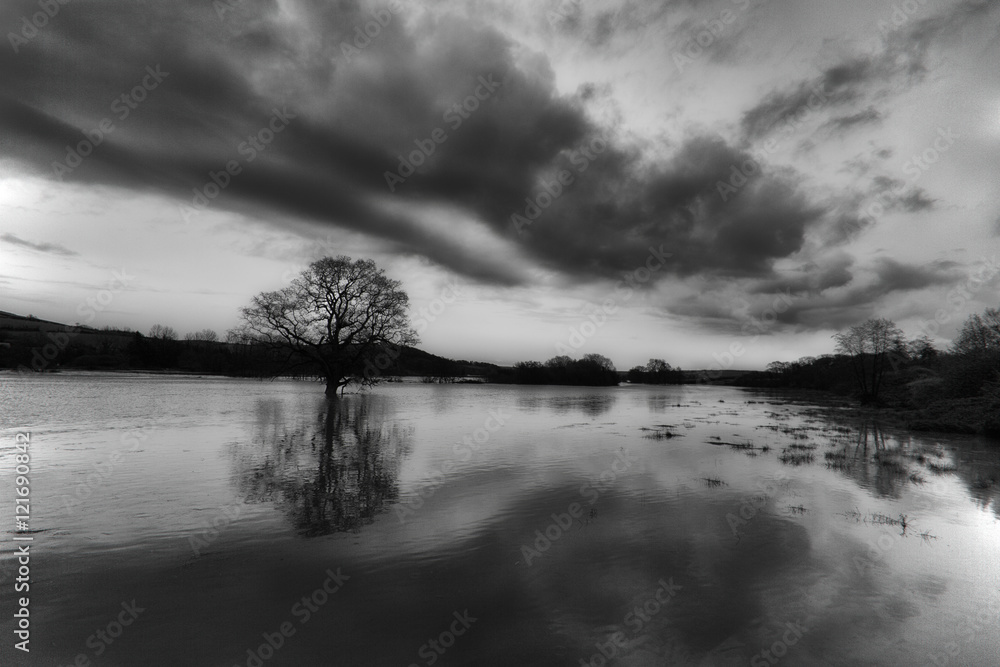 Fototapeta premium Tree in a flooded field