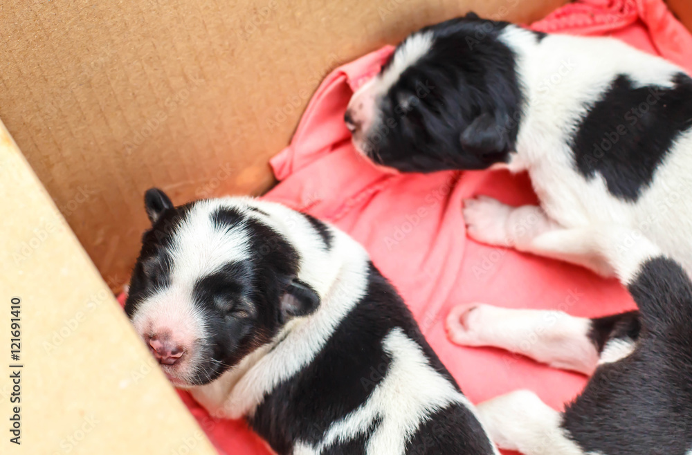 Newborn puppy sleeping in a cardboard box. Newborn puppy sleeping in a cardboard box.