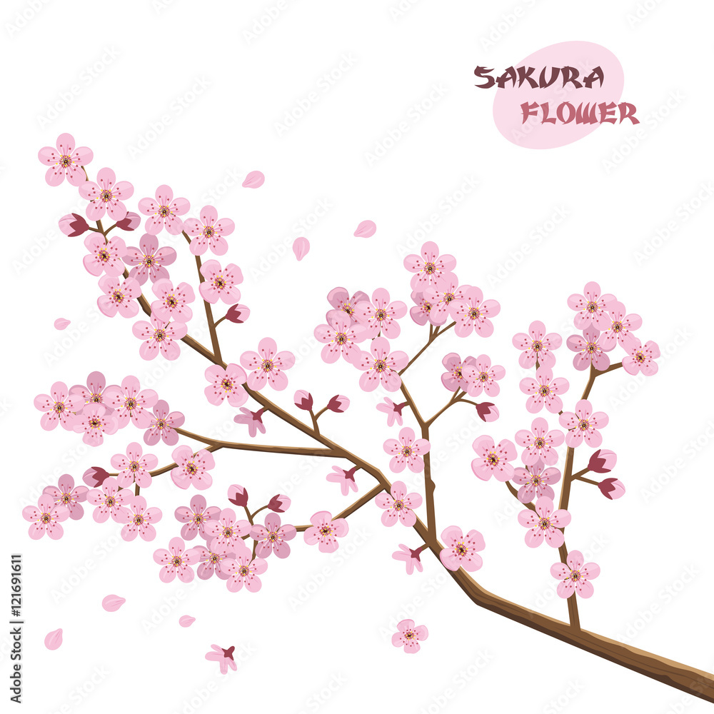 Fototapeta premium Sakura flowers. Japanese cherry tree.