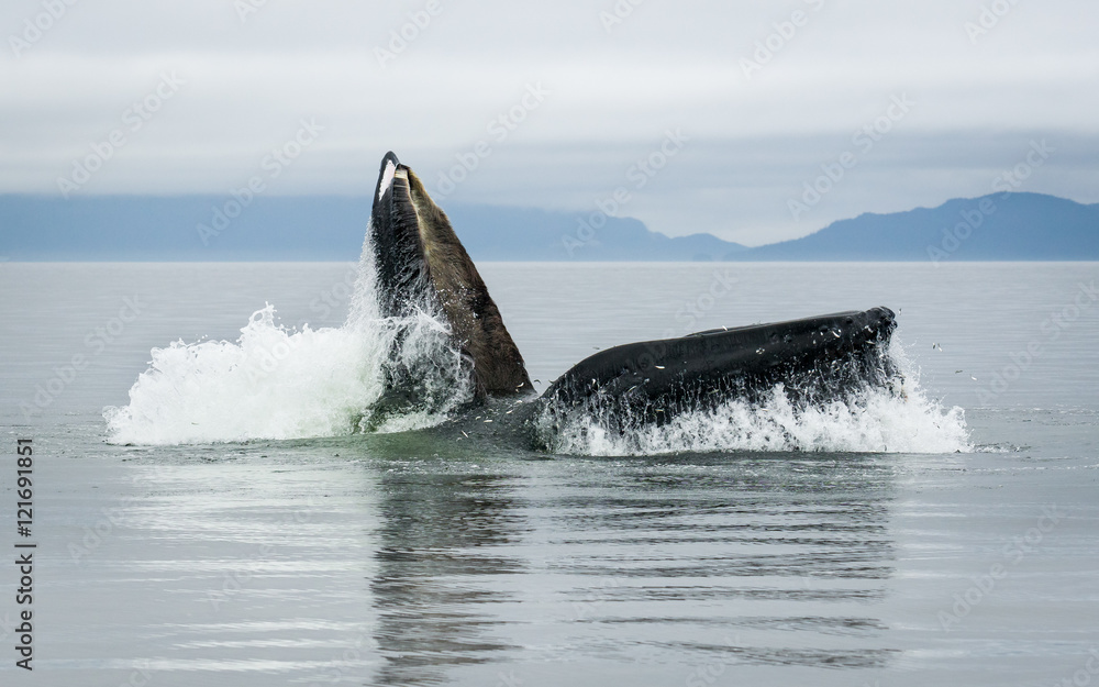 Fototapeta premium Humpback Whale