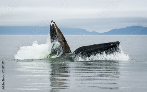 Humpback Whale © mark galer