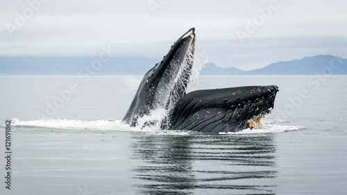 Humpback Whales in Alaskan Waters © mark galer