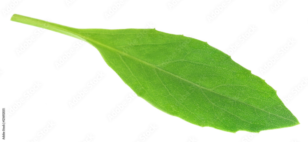 Fototapeta premium Gynura procumbens known as longevity spinach