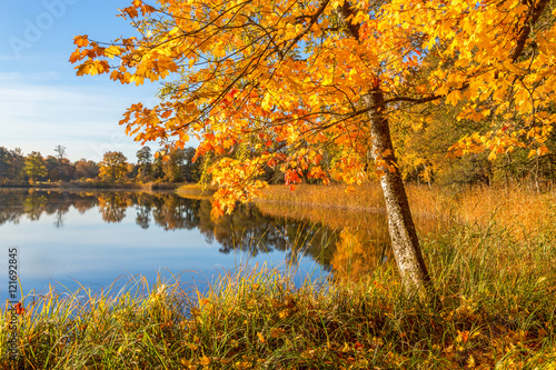 Maple trees by the lake in the fall