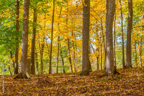 Deciduous trees with autumn colors in a forest