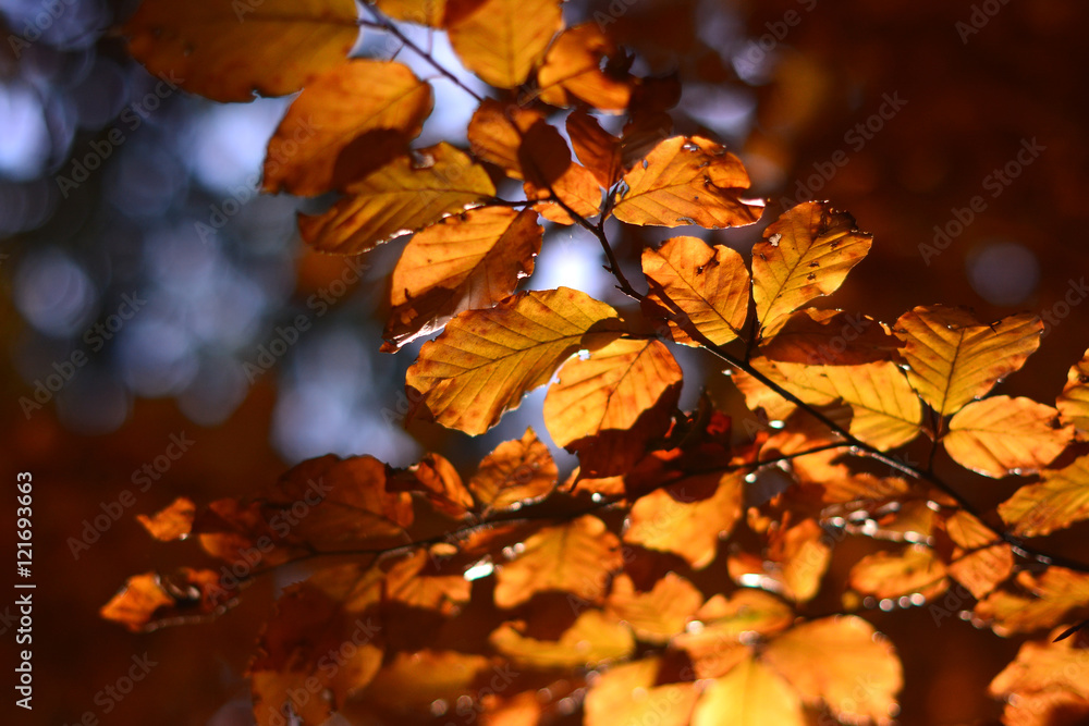Beautiful autumn forest Beautiful autumn forest