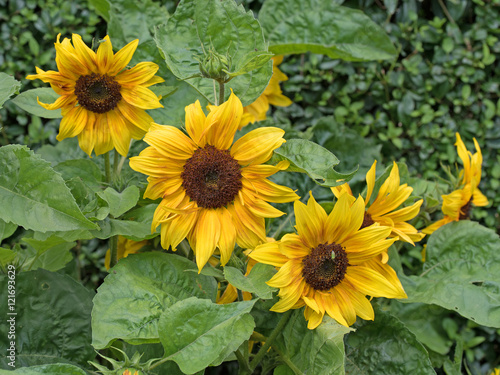 Sonnenblumen  Helianthus annuus