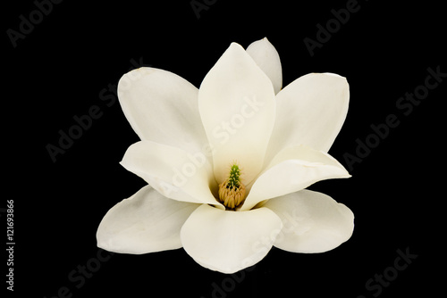 White magnolia isolated on black background
